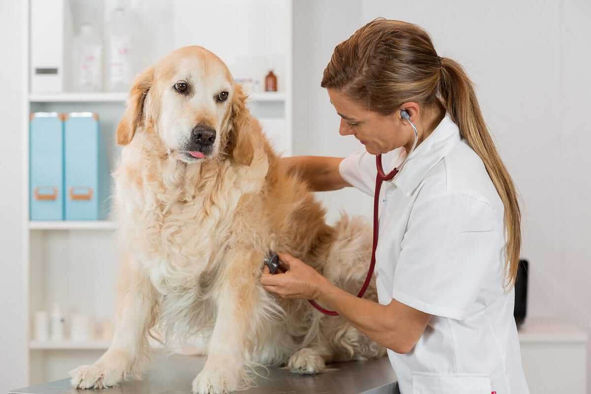 Veterinary Clinic Marketing